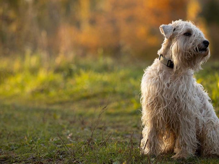 Soft Coated Wheaten Terrier