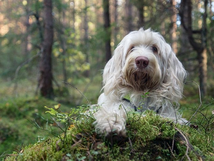 Spinone Italiano