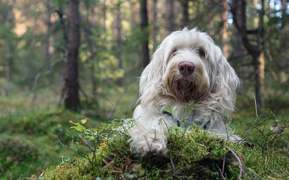 Spinone Italiano