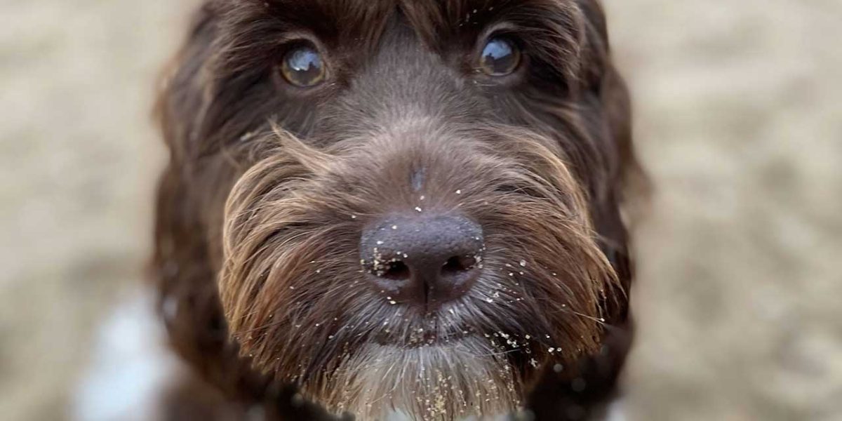 Springerdoodle