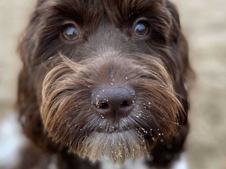 Springerdoodle