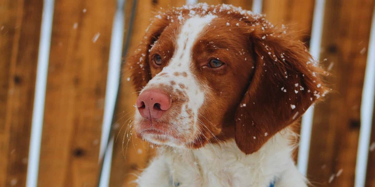 Sprocker Spaniel