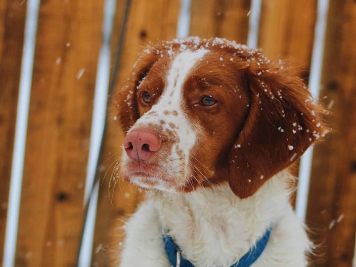 Sprocker Spaniel