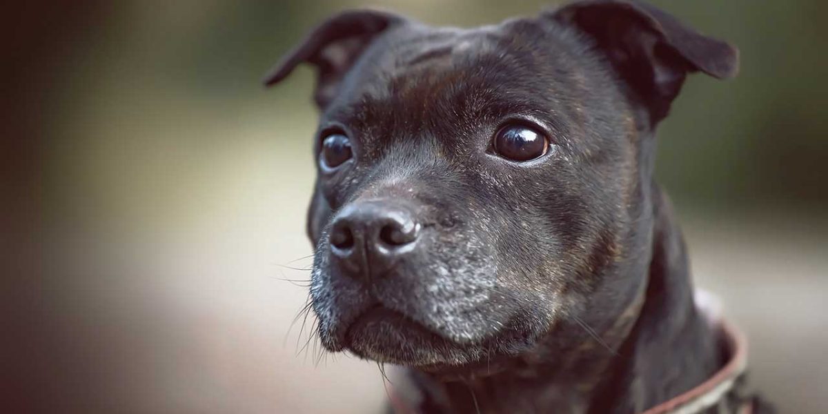 Staffordshire bull terrier