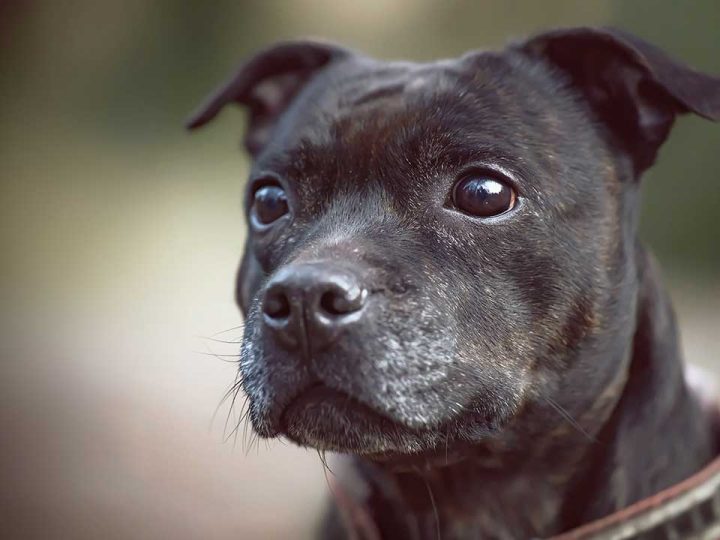 Staffordshire bull terrier