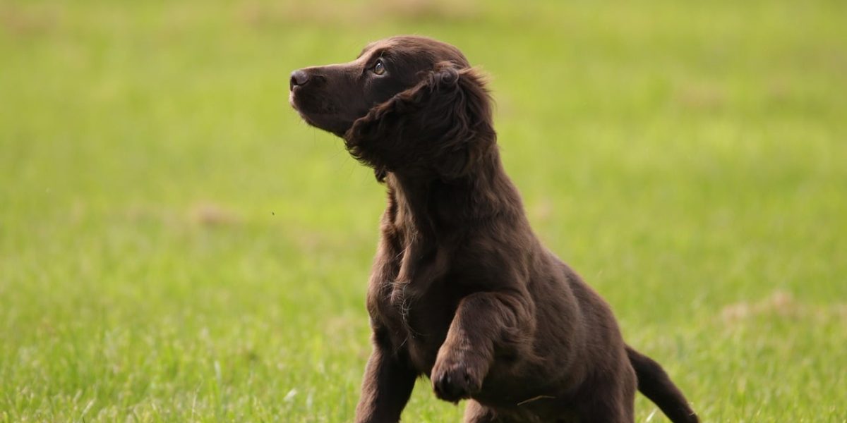 Sussex Spaniel