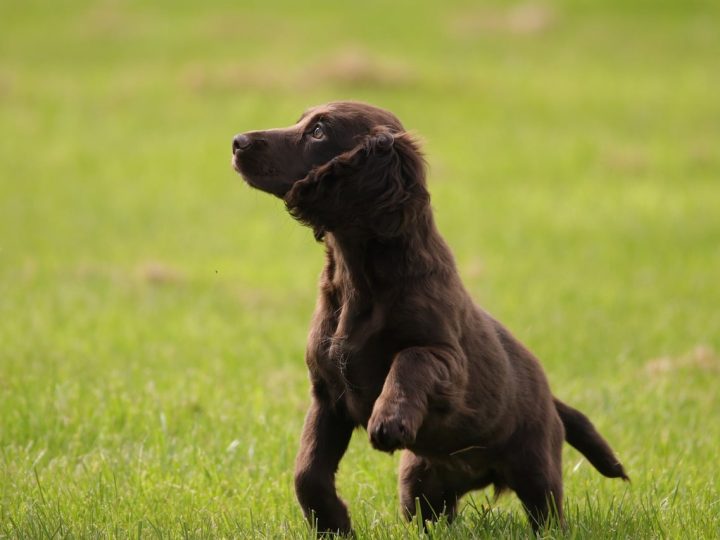 Sussex Spaniel