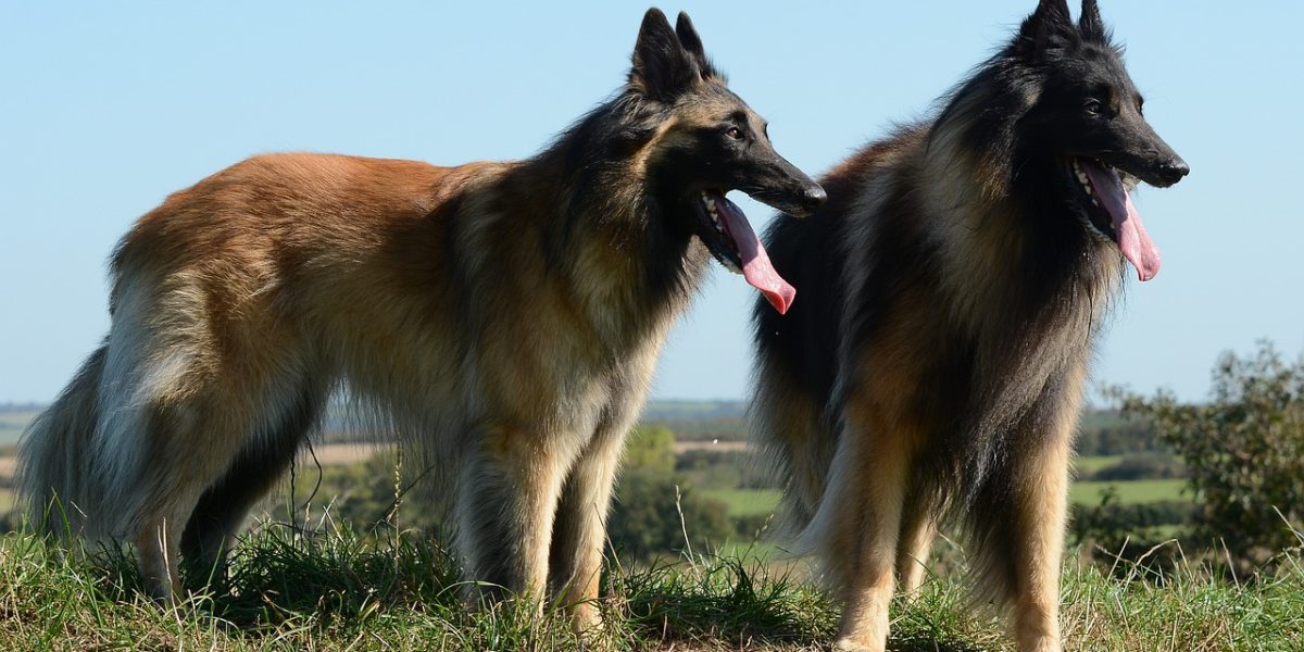 Tervuerense herder