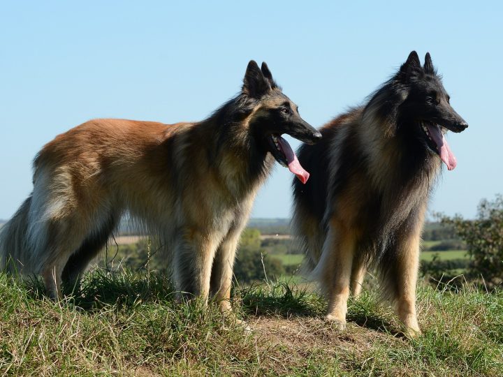 Tervuerense herder