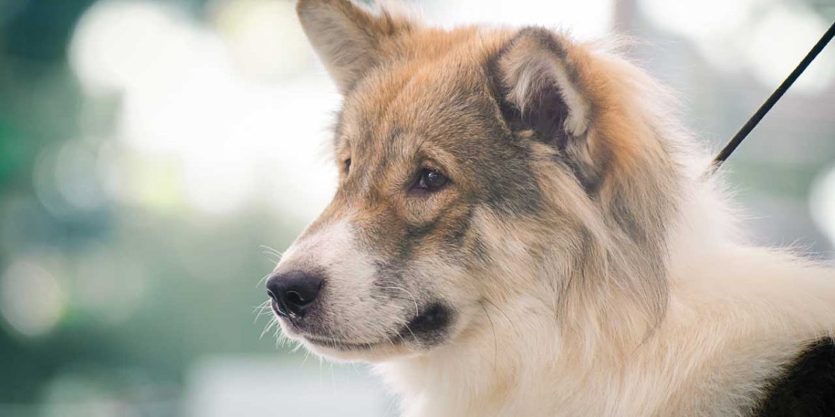 Thai Bangkaew Dog