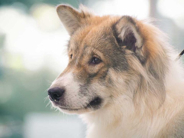 Thai Bangkaew Dog