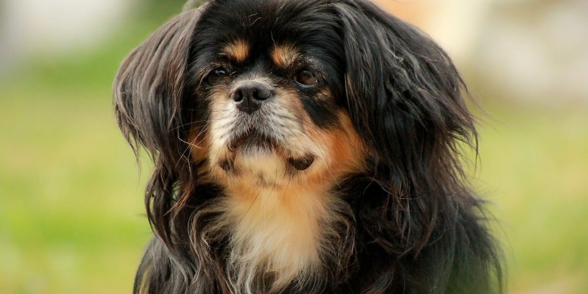 Tibetaanse Spaniel