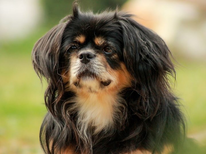 Tibetaanse Spaniel