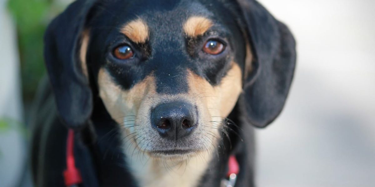 Toy Manchester Terrier