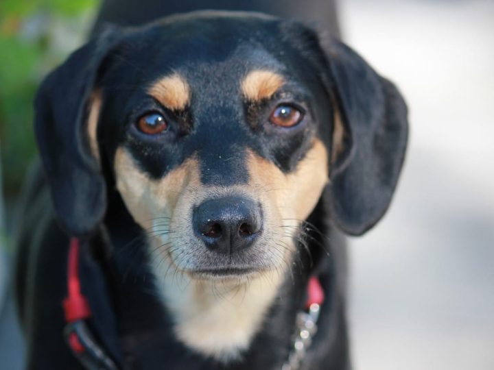 Toy Manchester Terrier