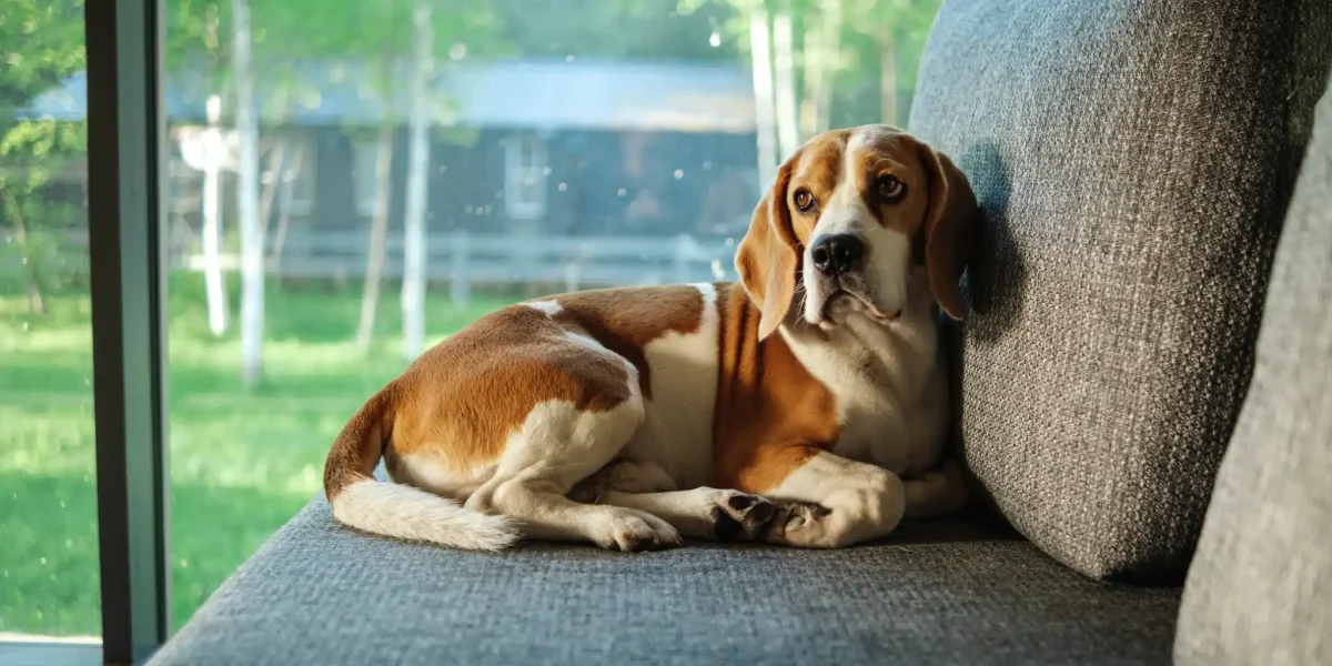 Treeing Walker Coonhound
