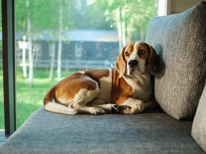 Treeing Walker Coonhound