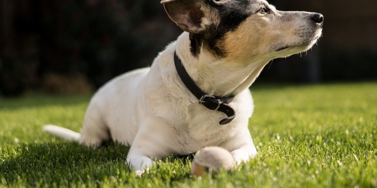 Valencian Terrier