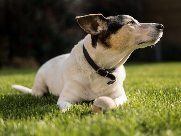 Valencian Terrier