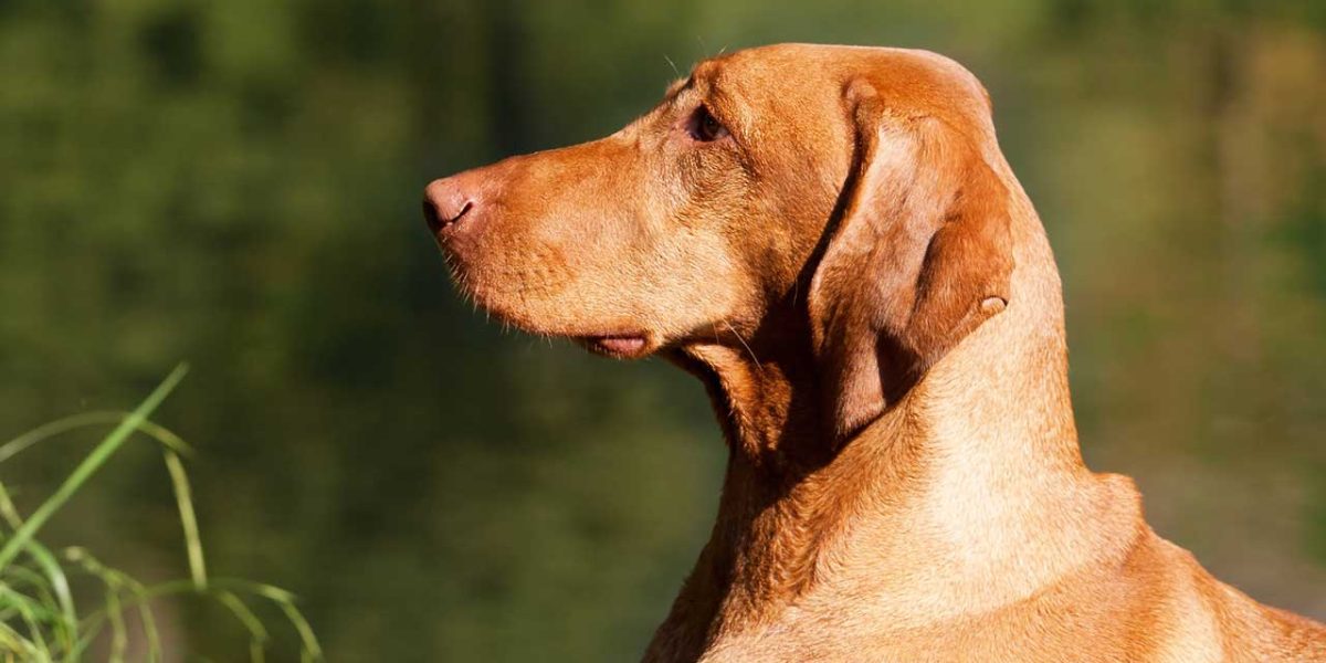 Vizmaraner