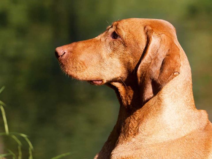 Vizmaraner