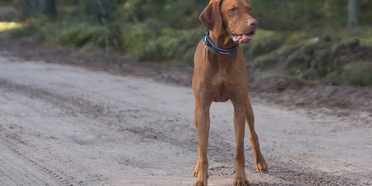 Vizsla