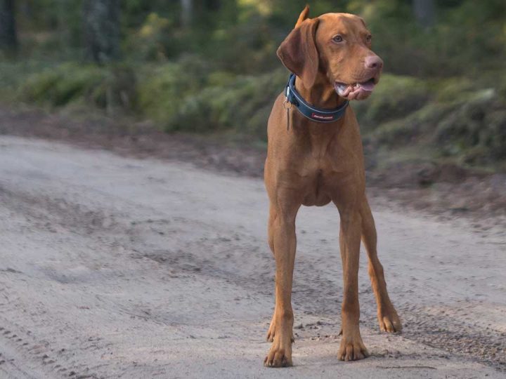 Vizsla