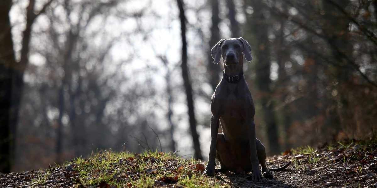 Weimaraner