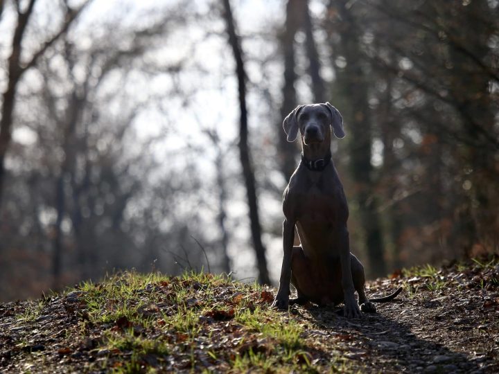 Weimaraner