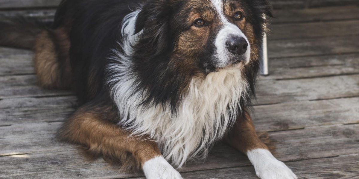 Welsh Sheepdog