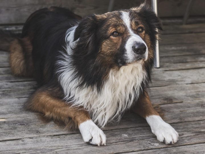 Welsh Sheepdog
