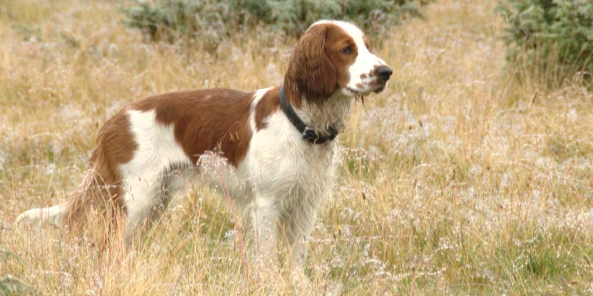 Welsh Springer Spaniel