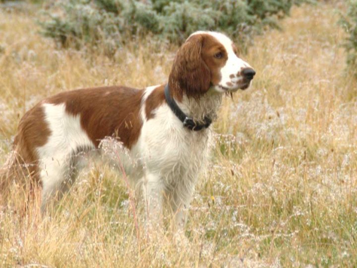 Welsh Springer Spaniel