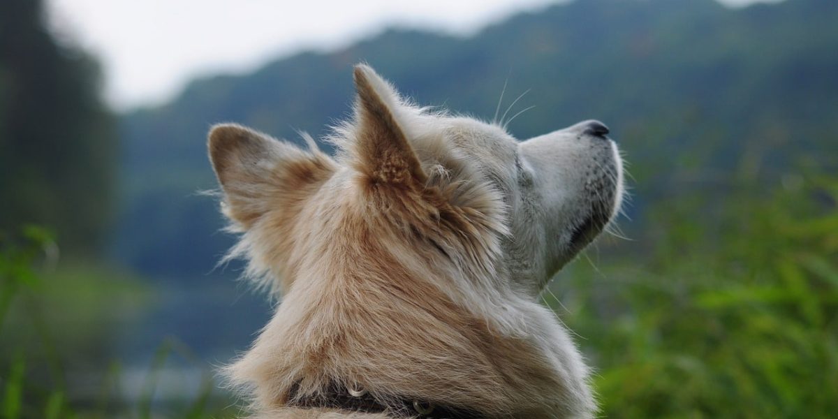 West-Siberische Laika