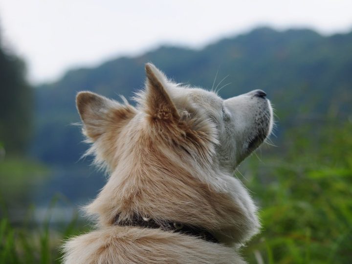 West-Siberische Laika