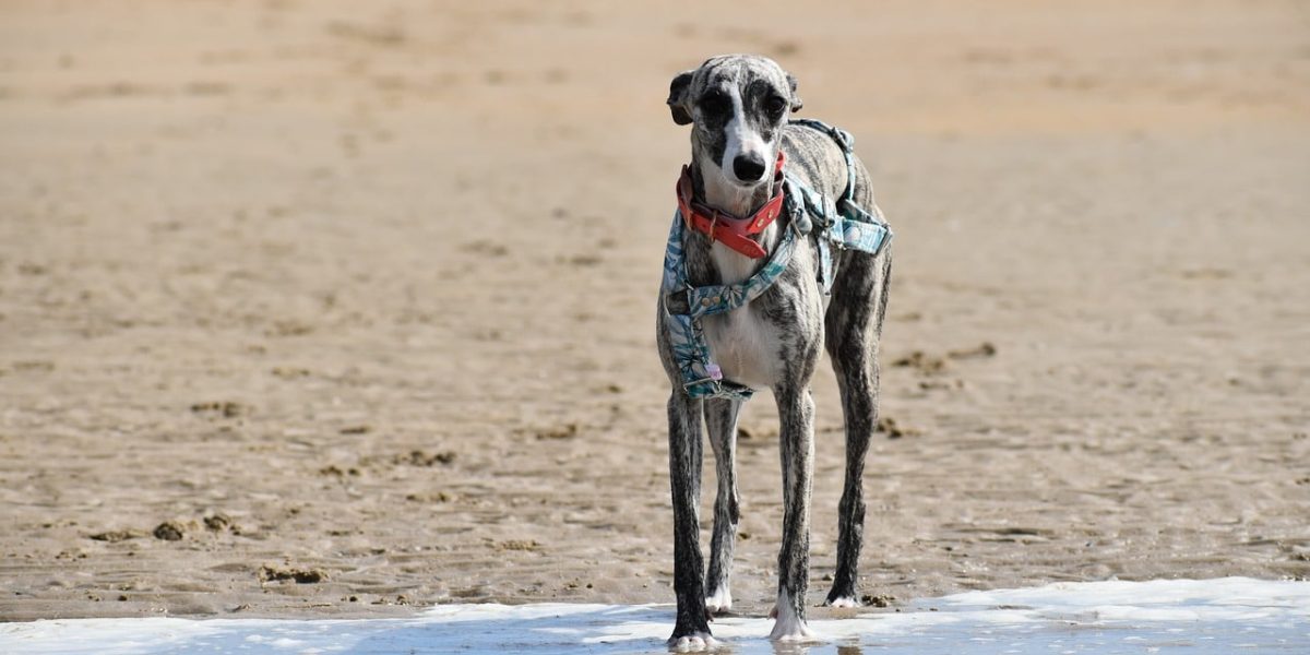 Whippet
