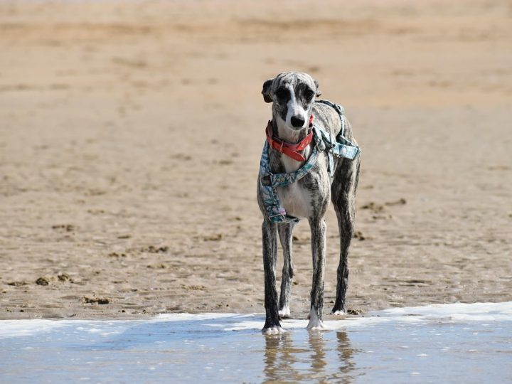 Whippet