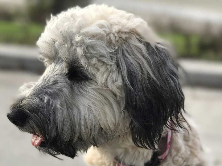 Whoodle