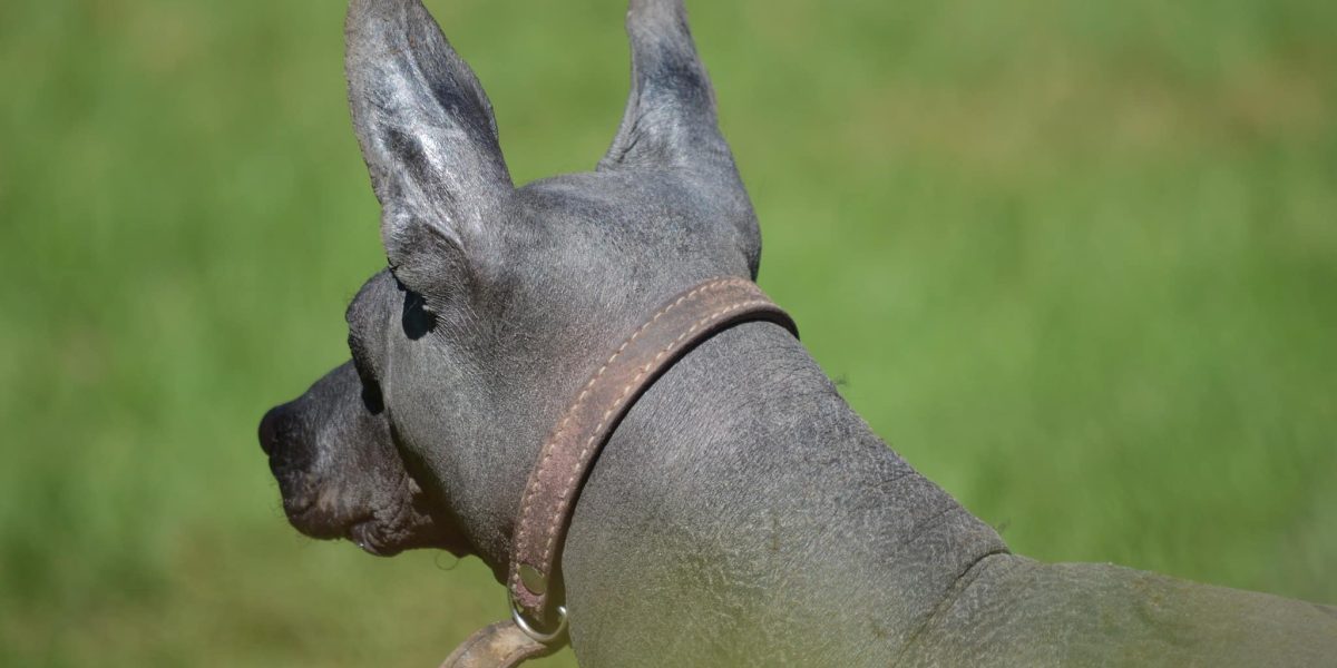 Xoloitzcuintli