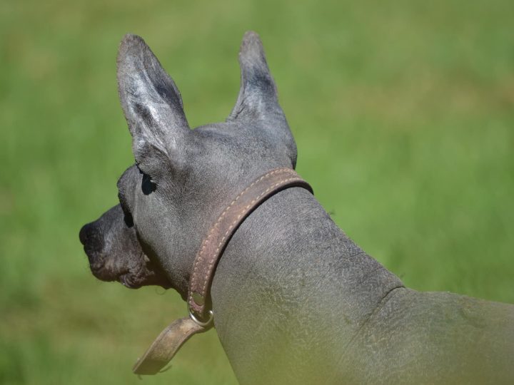 Xoloitzcuintli