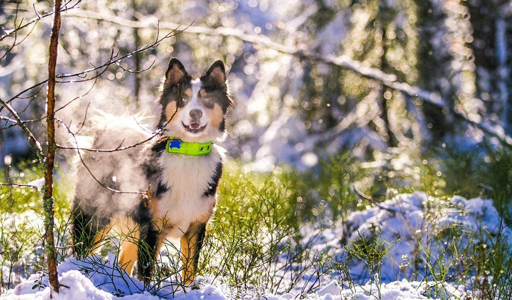 Yakutian Laika