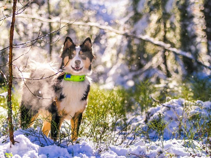 Yakutian Laika