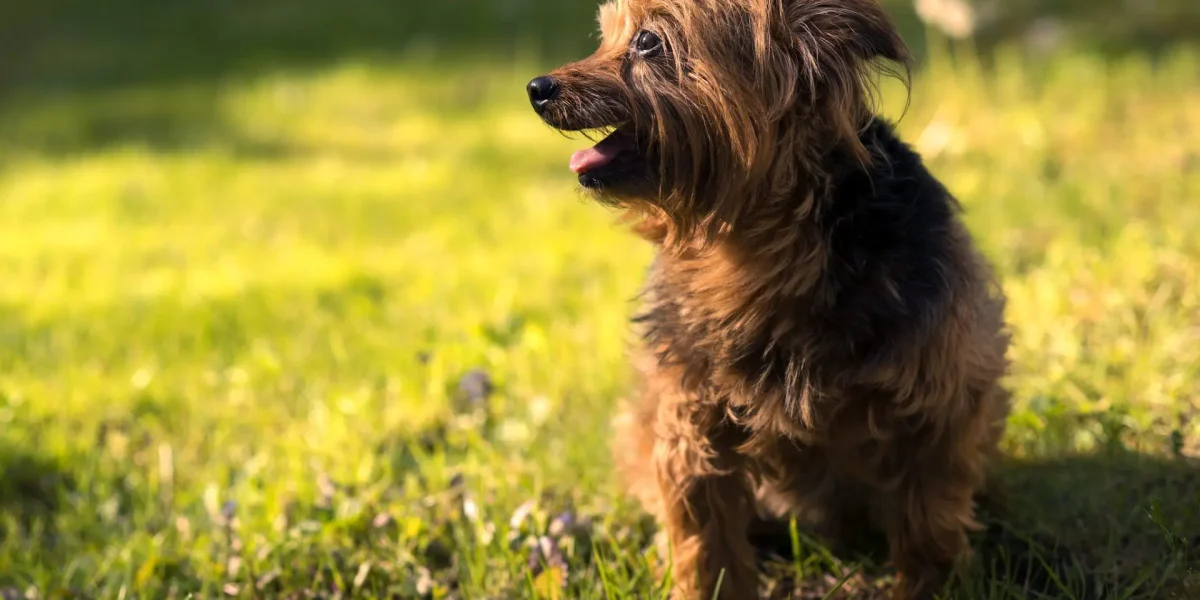 Yorkie Poo