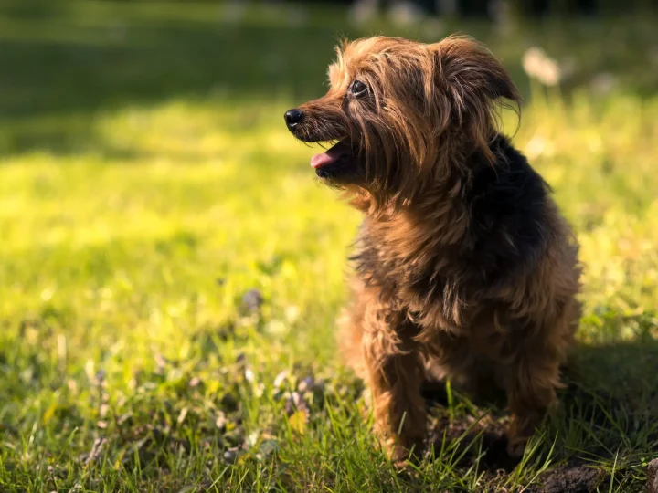 Yorkie Poo