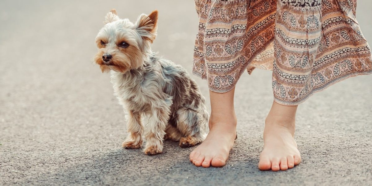 Yorkshire Terrier
