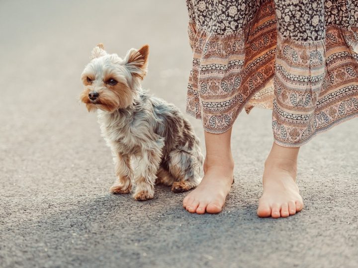 Yorkshire Terrier
