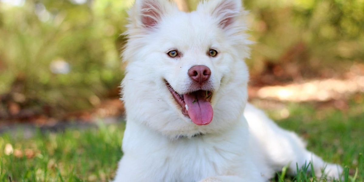 Zweedse Lappenhond