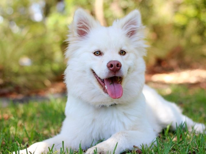 Zweedse Lappenhond
