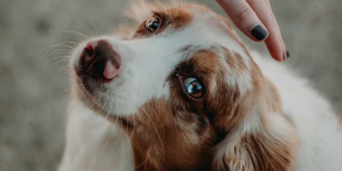 afghaanse spaniel