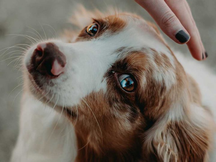 afghaanse spaniel